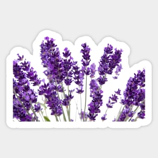 Lavender Sticker